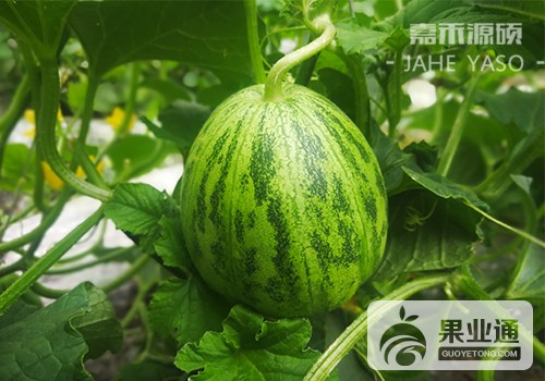 瓜2.jpg