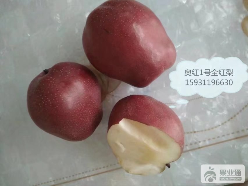奥红一号