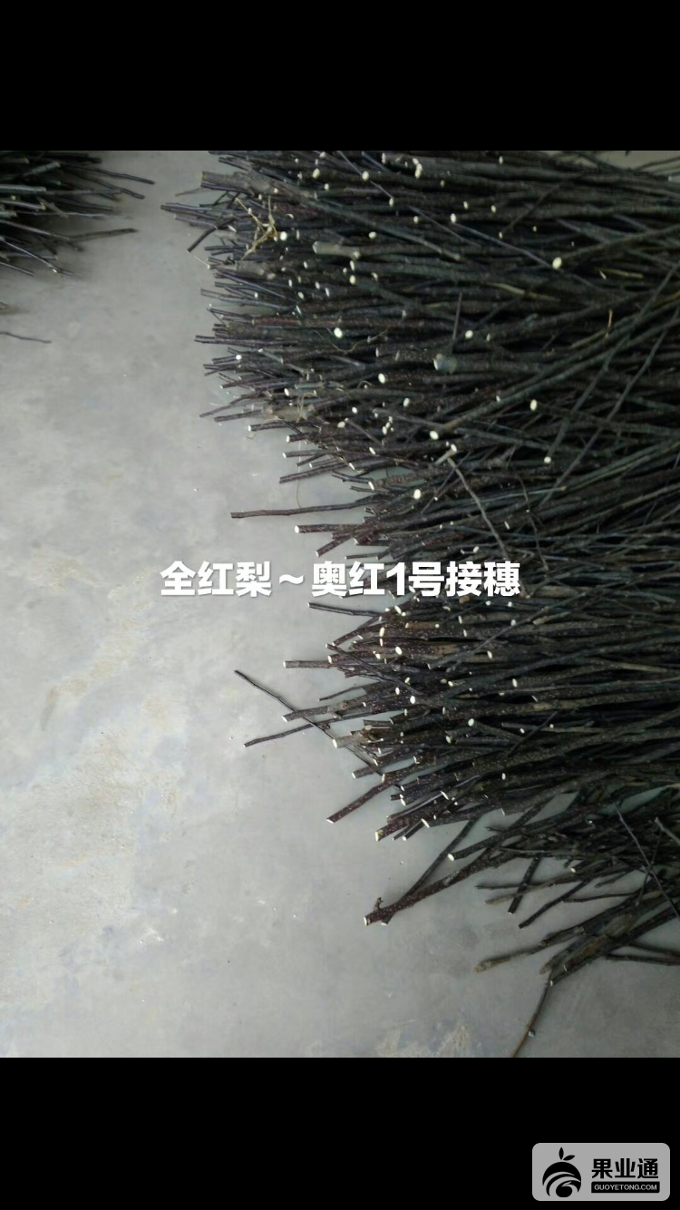 奥红一号全红梨接穗.PNG