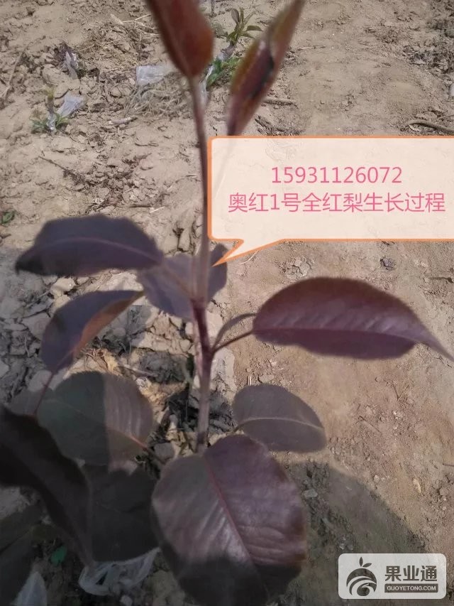 奥红一号全红梨苗.jpg