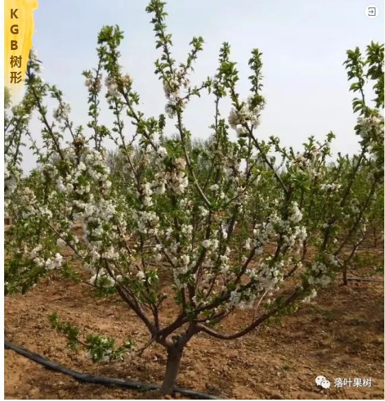 微信图片_20200410153358.png