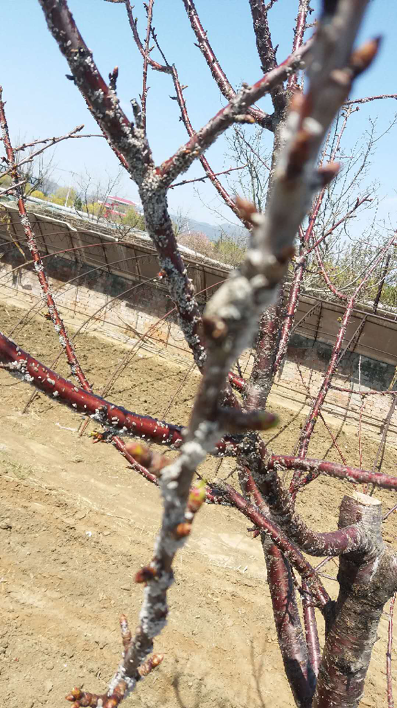 图5本.png