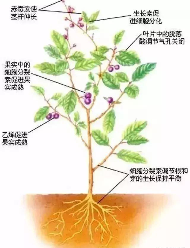 钾肥对植物的作用图片
