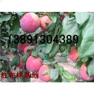 李子-红布林李子835235_b.jpg