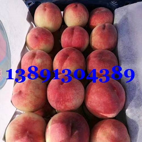 毛桃-毛桃框子2.jpg