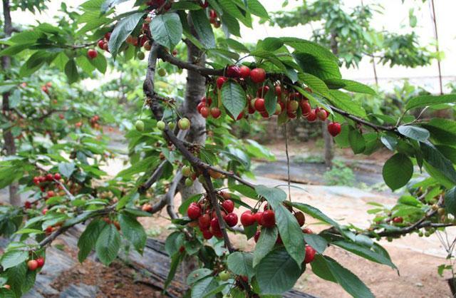 小明必须肯定的是现在大樱桃种植有在使用植物膨大剂,特别是以大棚