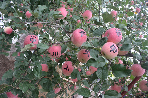 LOCAL201209221416000409664033214.jpg
