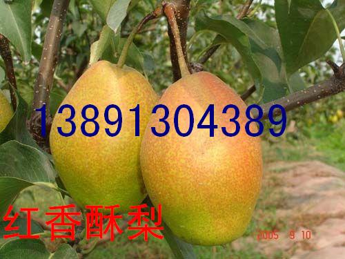 梨-红香酥梨树上1.jpg