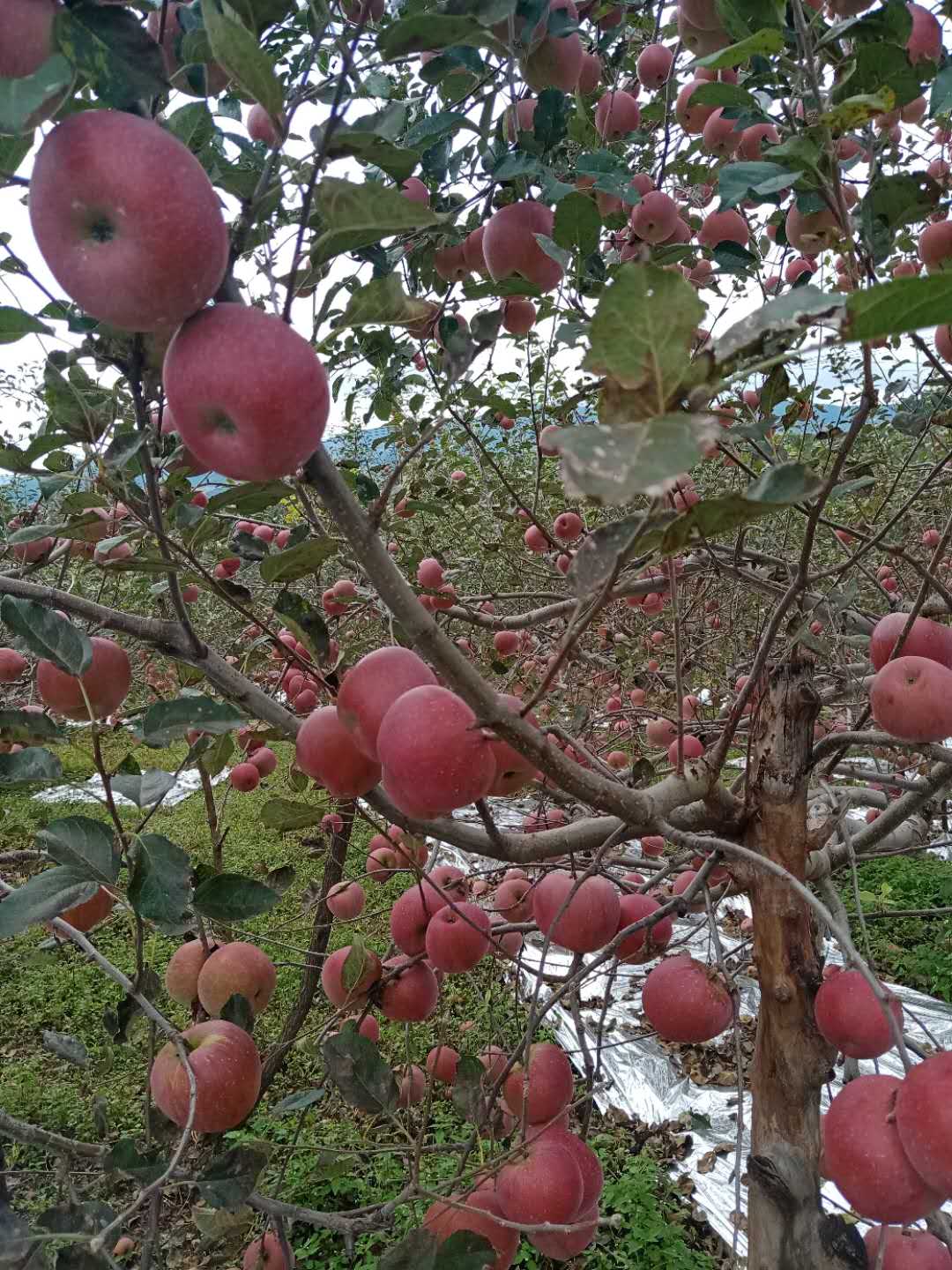 微信图片_20200925141309.jpg