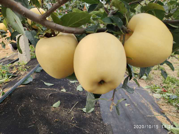 微信图片_20201107163000.jpg