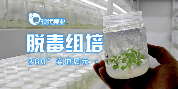 脱毒组培全景展示.jpg