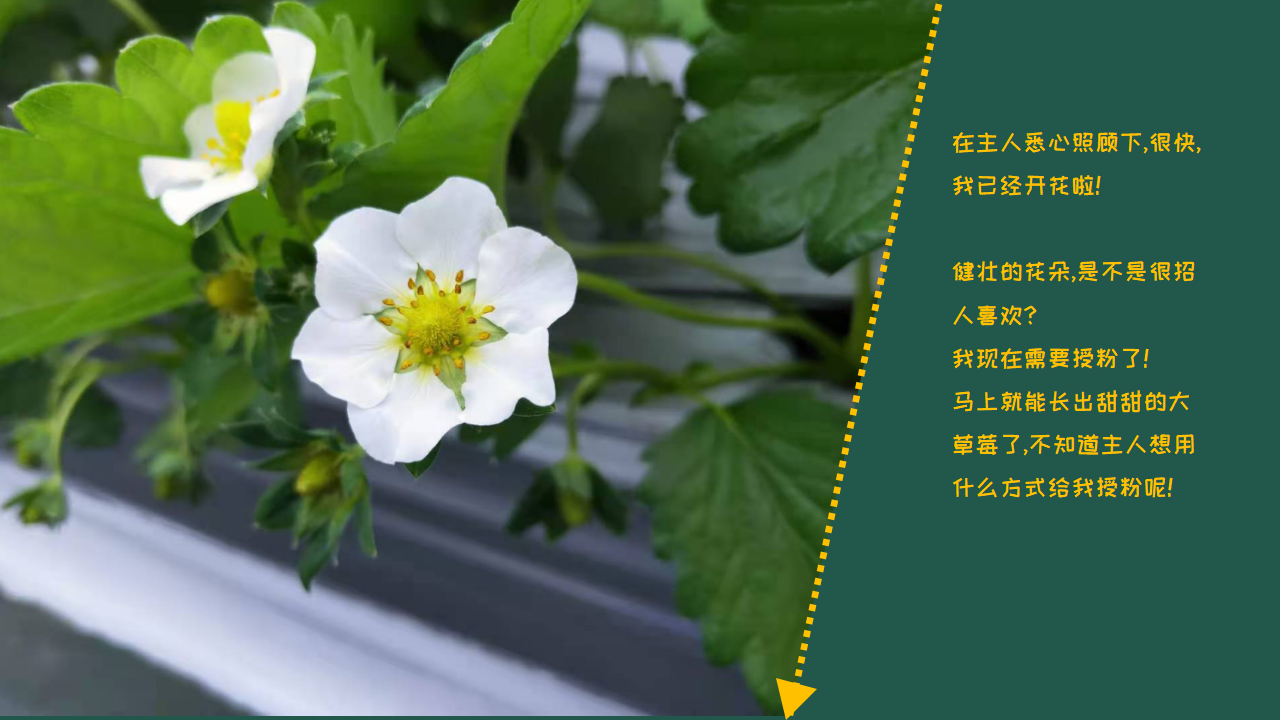 朱超毅草莓案例_03.png