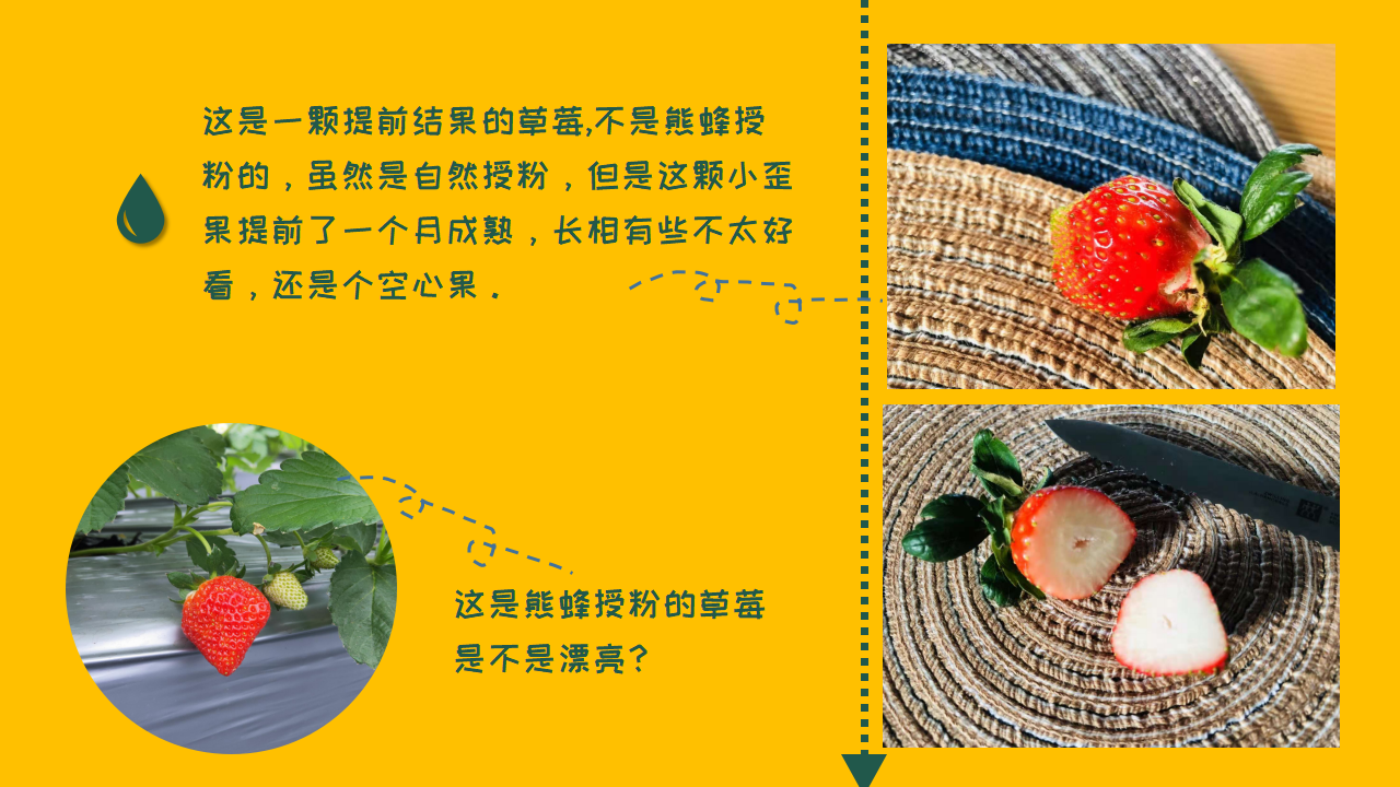 朱超毅草莓案例_06.png