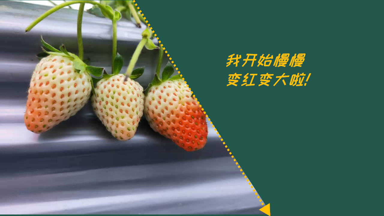 朱超毅草莓案例_09.png