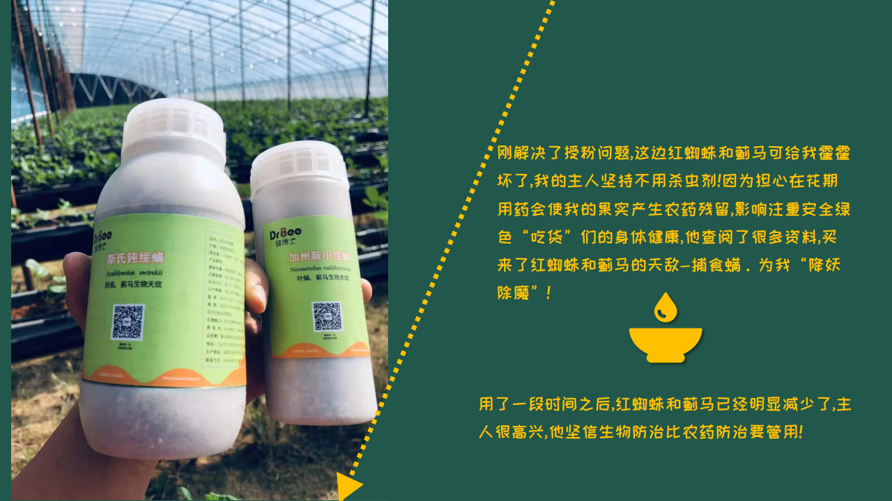 朱超毅草莓案例_07.png