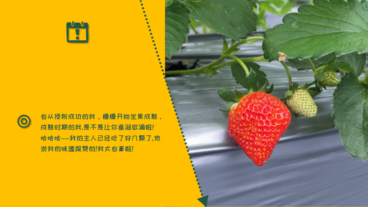朱超毅草莓案例_10.png