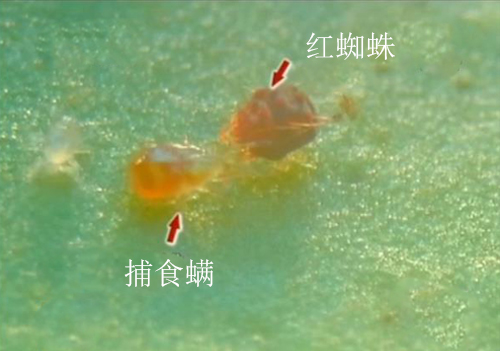 网站2.jpg