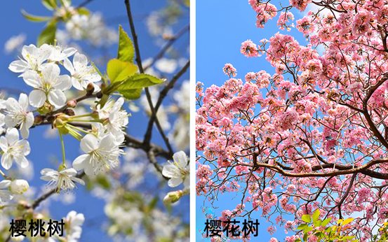 樱桃树和樱花树有什么区别