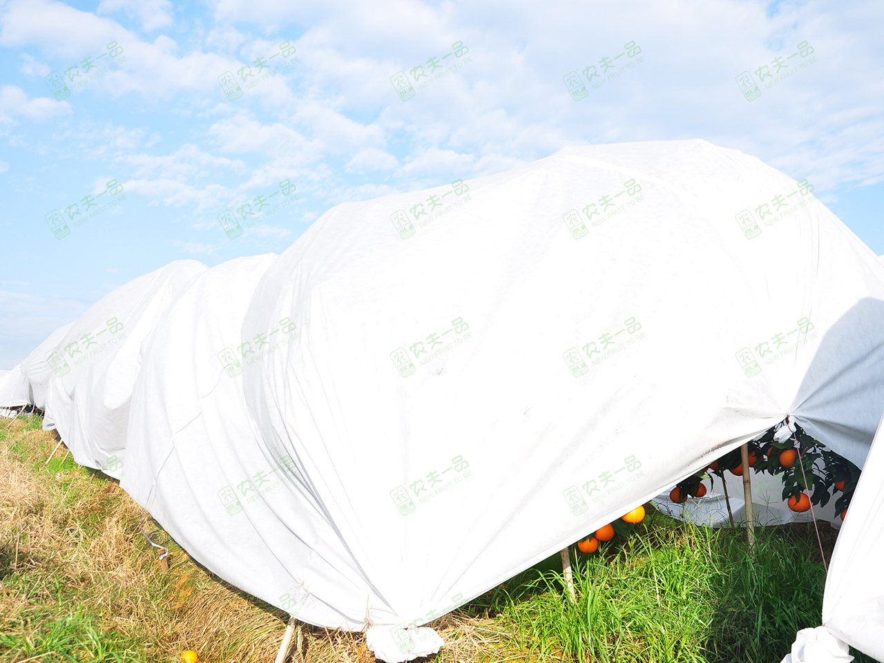 防寒布3应用柑橘 (9).jpg