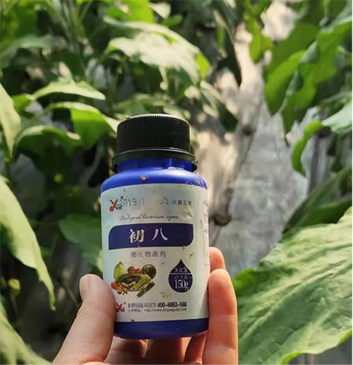 控制茄子旺长