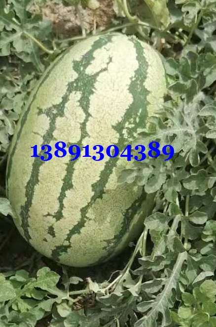 西瓜-金城五西瓜2.jpg