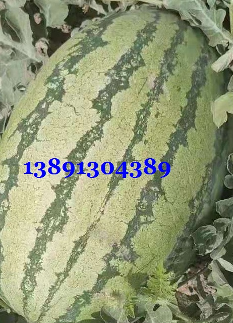 西瓜-金城五西瓜1个.jpg
