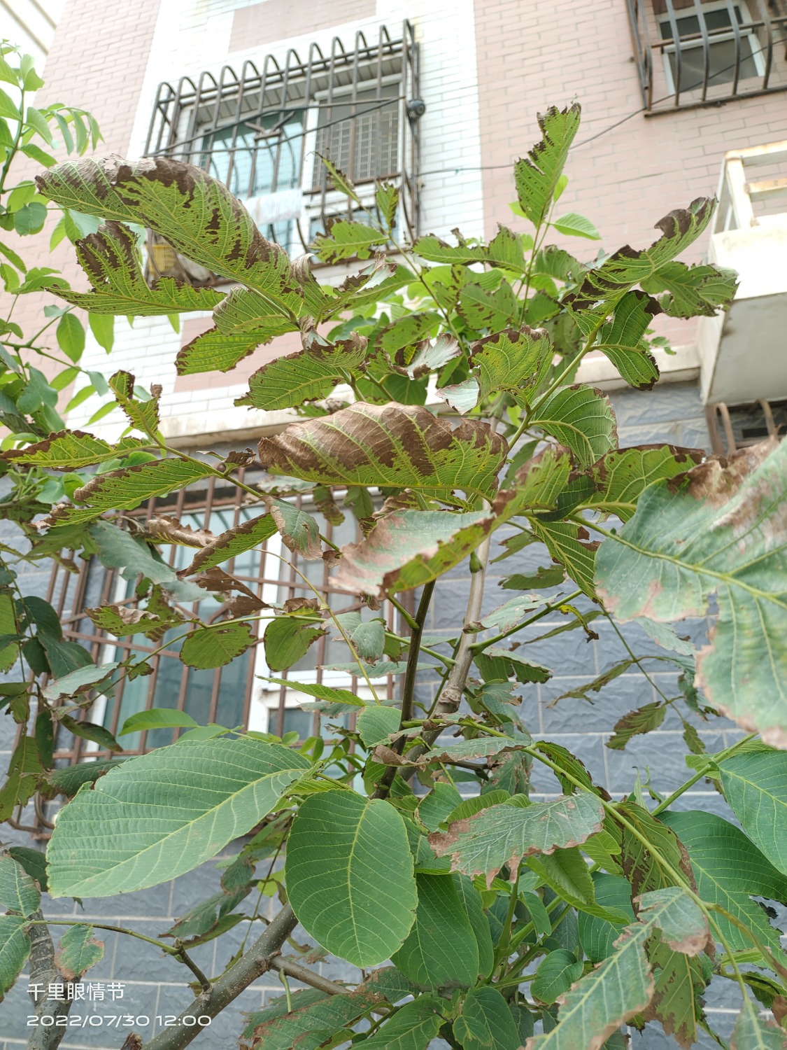 IMG_20220730_120027.jpg
