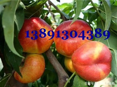 油桃-油蟠桃e839.jpg