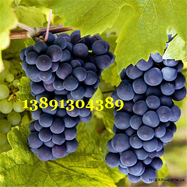 葡萄-夏黑葡萄841.jpg