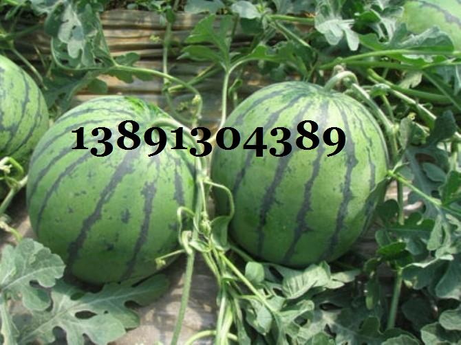 西瓜-京新西瓜82-1068581.JPG