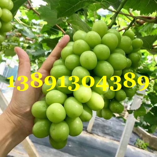 葡萄-阳光玫瑰葡萄带字1.jpg