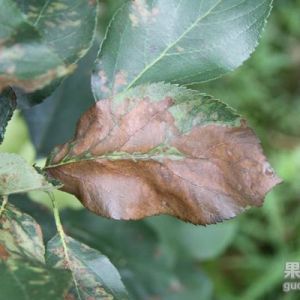 苹果炭疽菌叶枯病的发生特点及防治