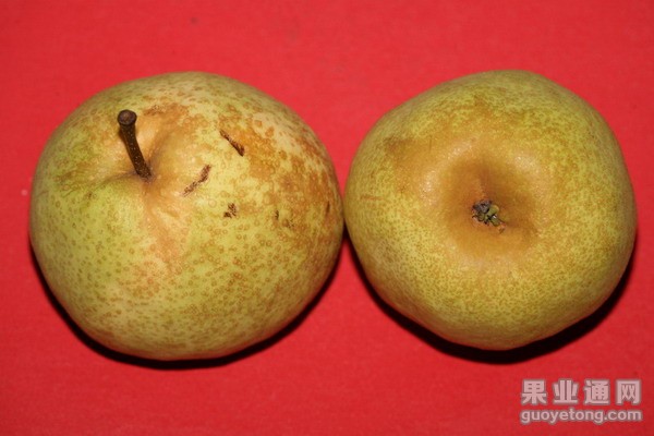 黄金梨铁头病的发生及有效防治方法