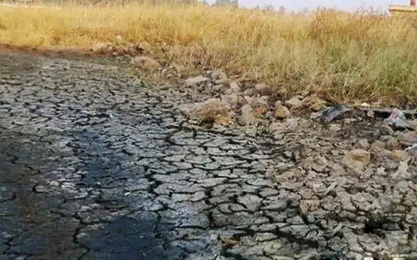 龙口遭遇旱灾，果树旱死，果农喊渴
