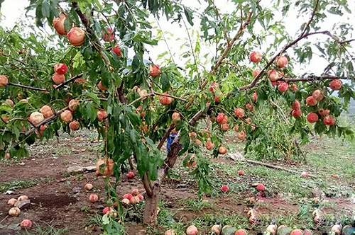 临沂：蒙阴遭暴雨雹灾  树上果实开了花