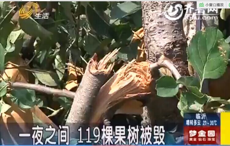 果农太心疼：烟台蓬莱果农百余果树被毁  苹果散落一地