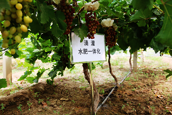 化肥企业应瞄准全球农业高科技投入品