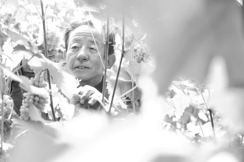 妙打时间差：棚栽水果“抢”出好价钱