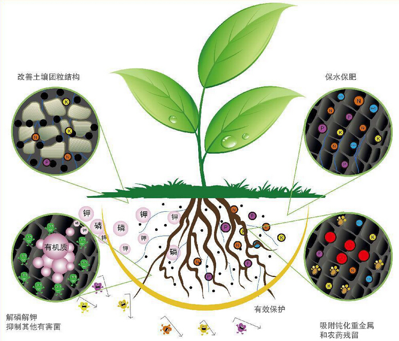 微生物肥料是实现国家“一控两减三基本”的基本保证