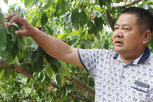 不做厂长做农民 老炮儿死磕出年产值8亿的樱桃山