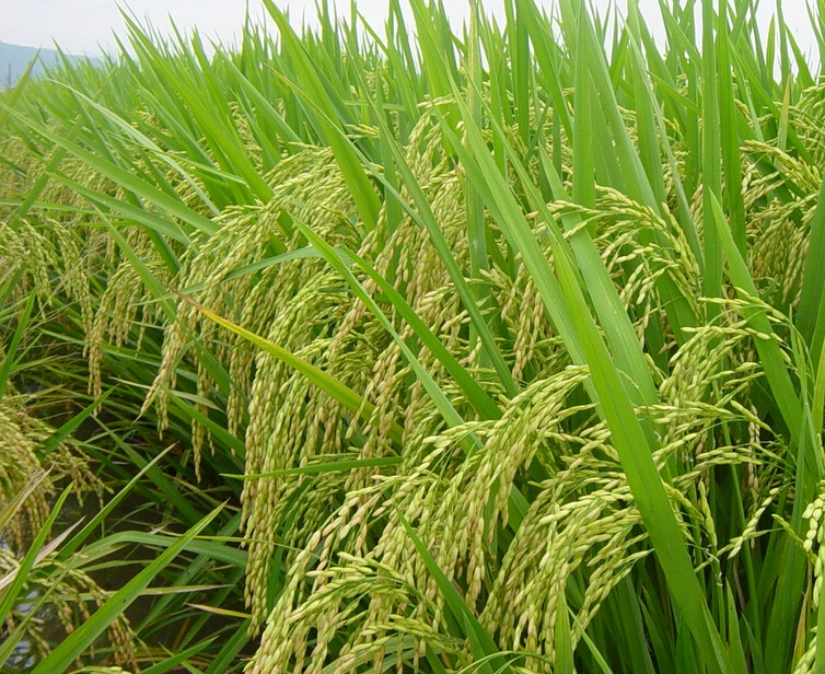 江西万年：水稻正备肥　农户积极性不高