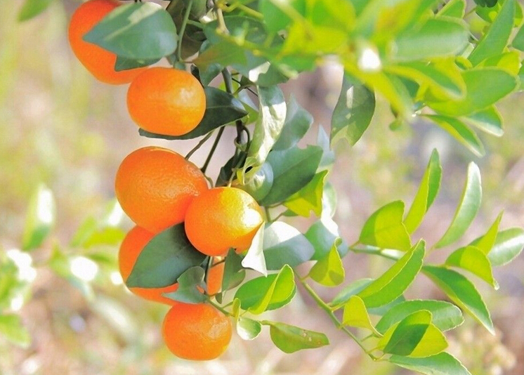 特种肥：百花齐放　绸缪未来