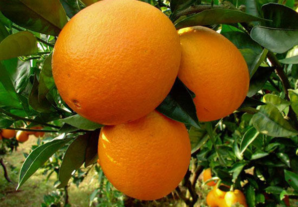 丰都:脐橙成熟上市 果农交易 采取就近原则 