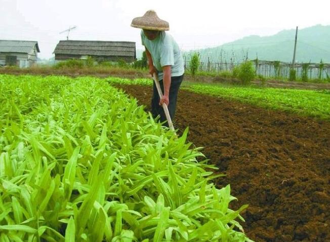 磷肥：中国挺价有价无市