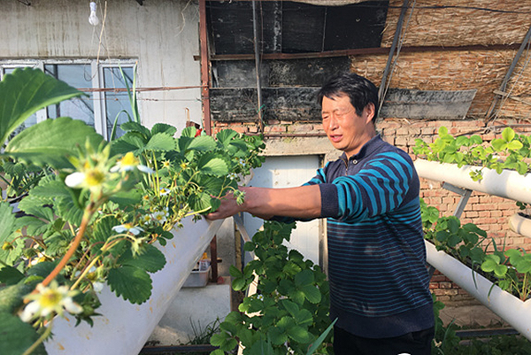 福海县：大棚草莓二月红 农户增收笑开颜