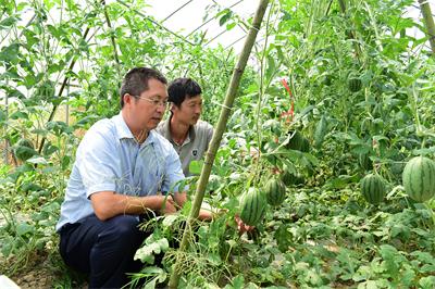 农民自创四系生态农业  高密度栽培模式受青睐