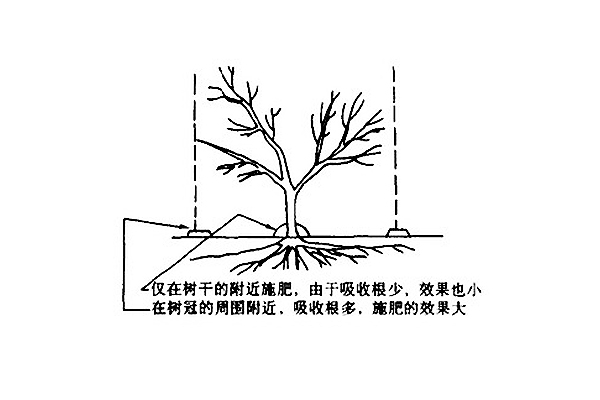 果树根系的分布