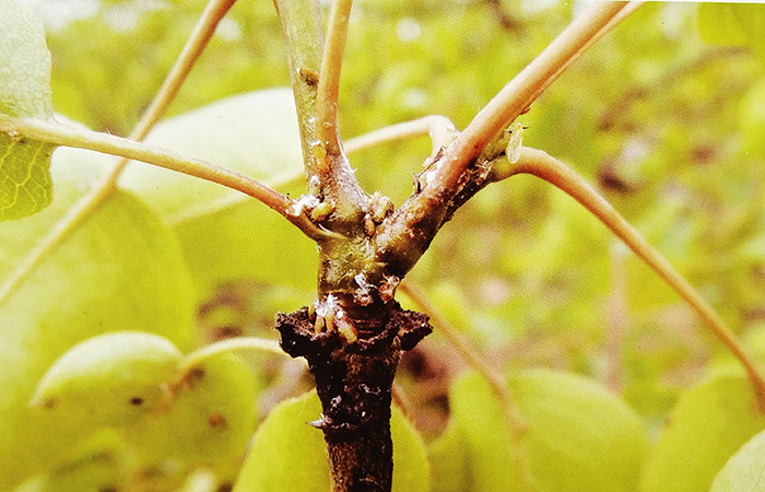 现代苹果栽培模式下的病虫害综合防控技术