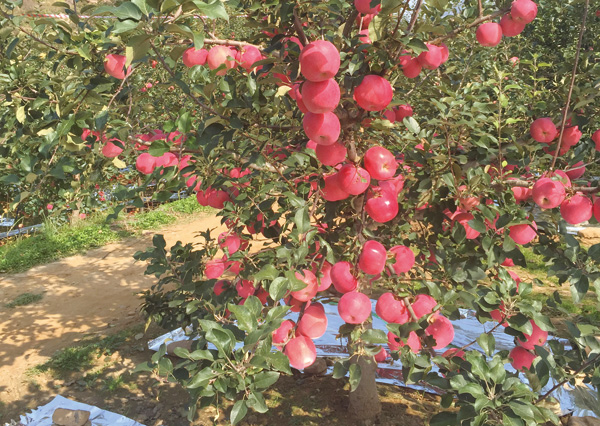 短枝型苹果新品种-神富6号优良性状试验分析