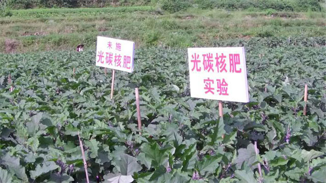 不施农药化肥还能高产？
